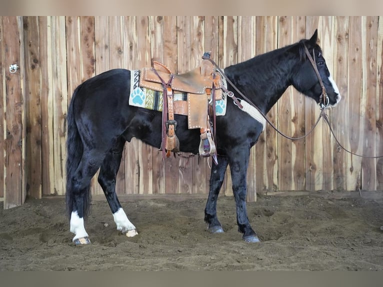 American Quarter Horse Wallach 9 Jahre 150 cm Rappe in Valley Springs, SD