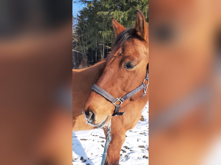 American Quarter Horse Wallach 9 Jahre 150 cm Red Dun in Bruck
