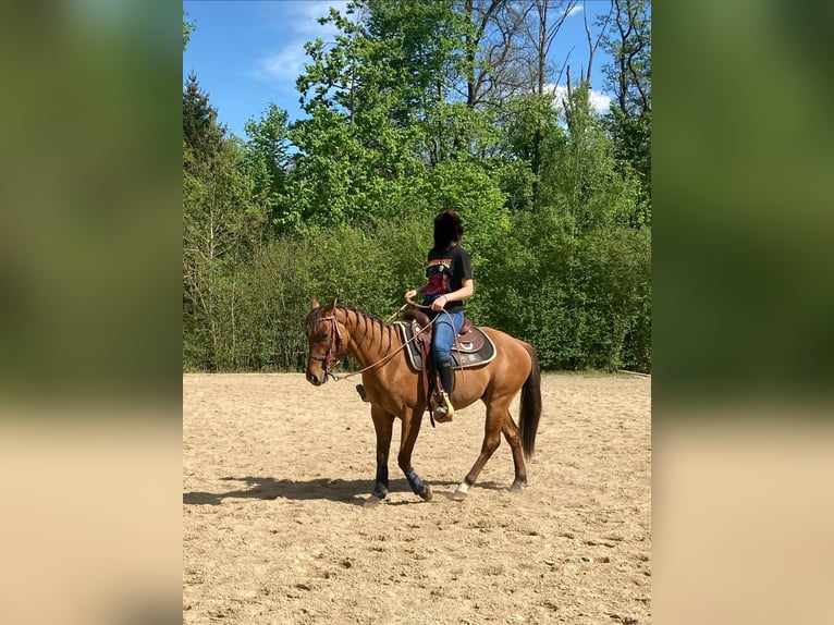 American Quarter Horse Wallach 9 Jahre 150 cm Red Dun in Bruck