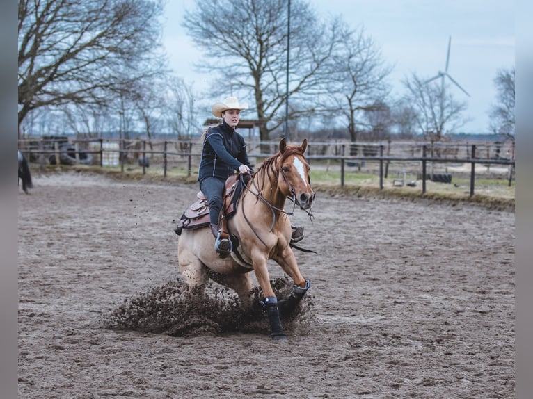 American Quarter Horse Wallach 9 Jahre 150 cm Red Dun in St&#xF6;ckse