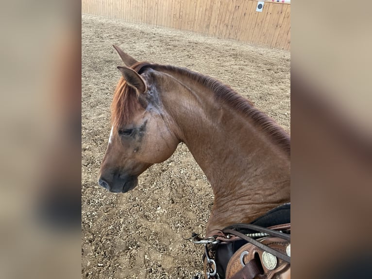 American Quarter Horse Wallach 9 Jahre 150 cm Red Dun in St&#xF6;ckse