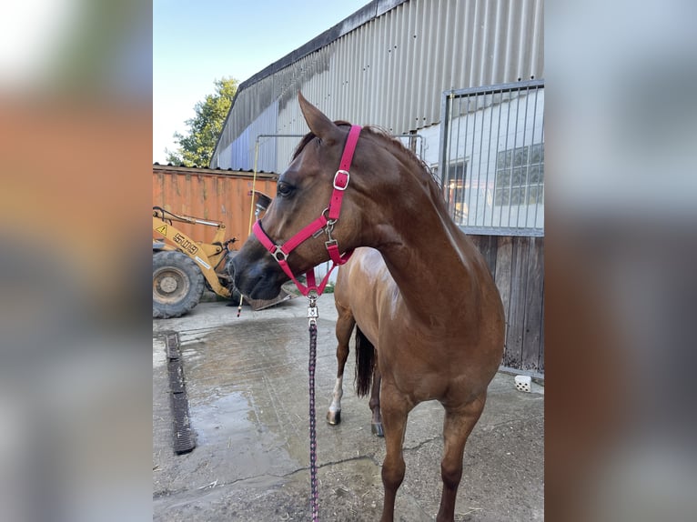 American Quarter Horse Wallach 9 Jahre 150 cm Red Dun in St&#xF6;ckse