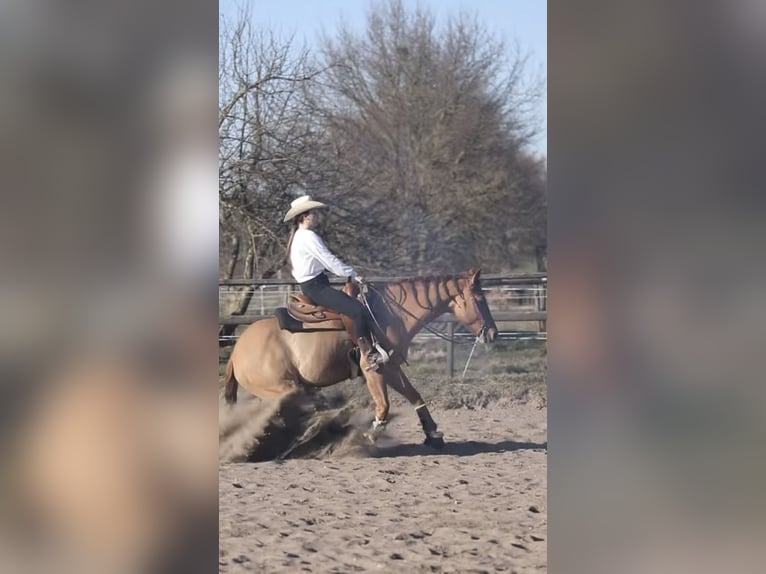 American Quarter Horse Wallach 9 Jahre 150 cm Red Dun in St&#xF6;ckse
