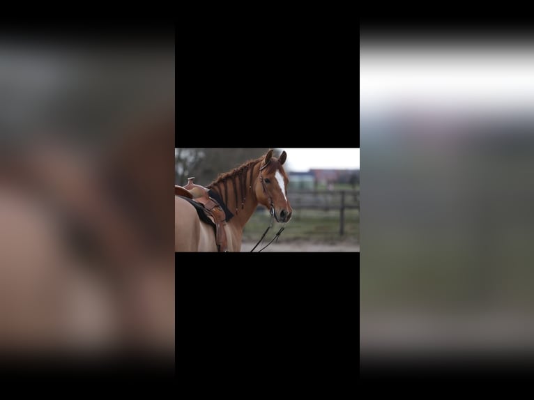 American Quarter Horse Wallach 9 Jahre 150 cm Red Dun in St&#xF6;ckse