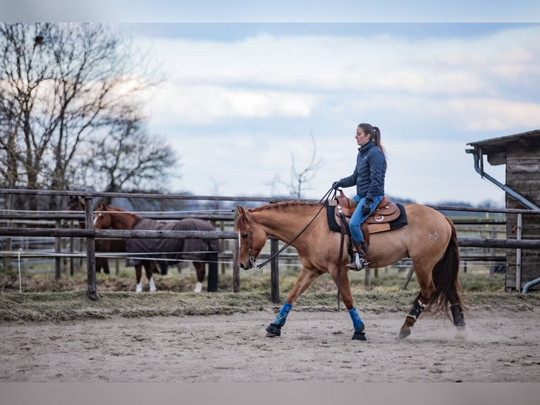 American Quarter Horse Wallach 9 Jahre 150 cm Red Dun in St&#xF6;ckse