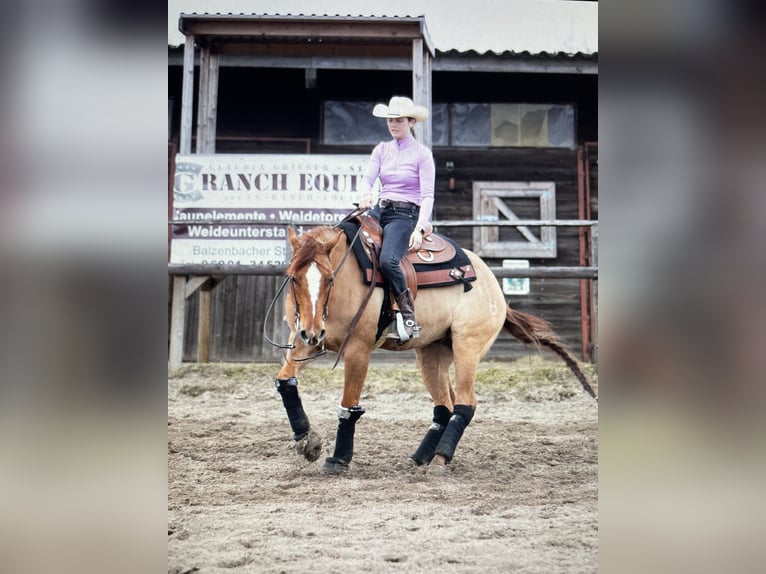 American Quarter Horse Wallach 9 Jahre 150 cm Red Dun in St&#xF6;ckse