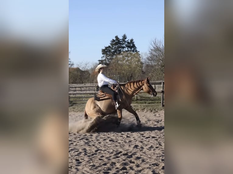 American Quarter Horse Wallach 9 Jahre 150 cm Red Dun in St&#xF6;ckse