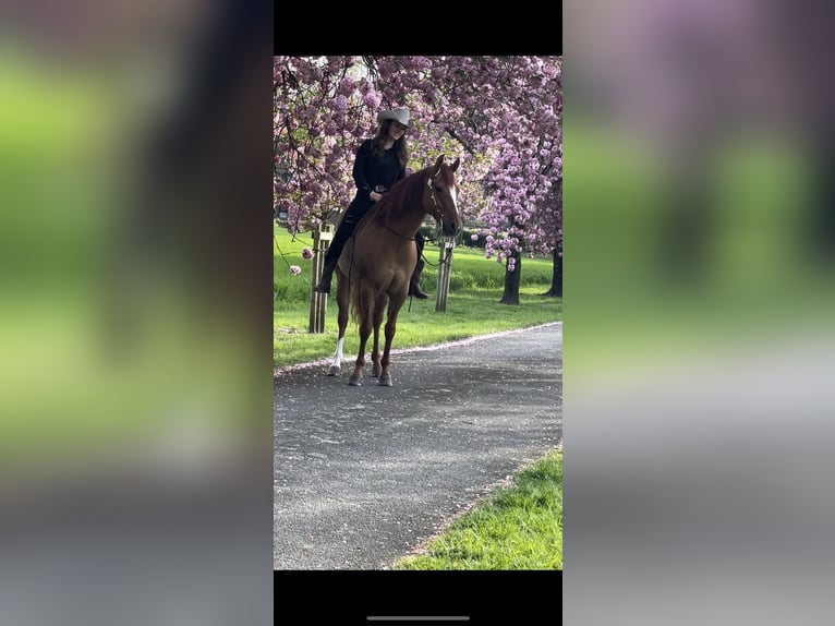 American Quarter Horse Wallach 9 Jahre 150 cm Red Dun in St&#xF6;ckse