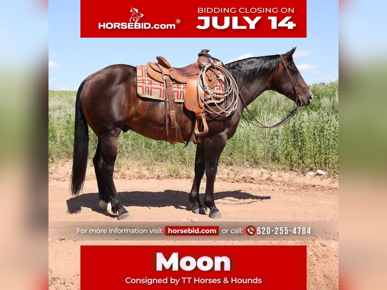 American Quarter Horse Wallach 9 Jahre 150 cm Roan-Bay in Dalhart, TX