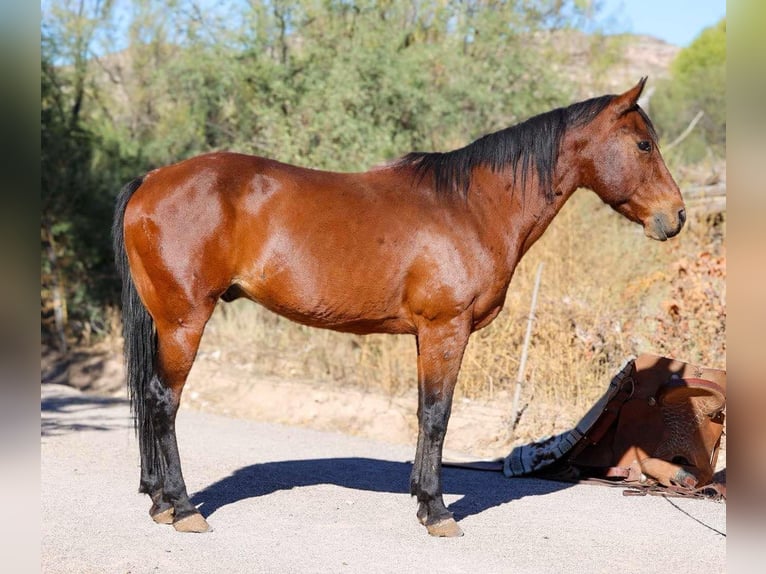 American Quarter Horse Wallach 9 Jahre 150 cm Roan-Bay in Camp Verde AZ