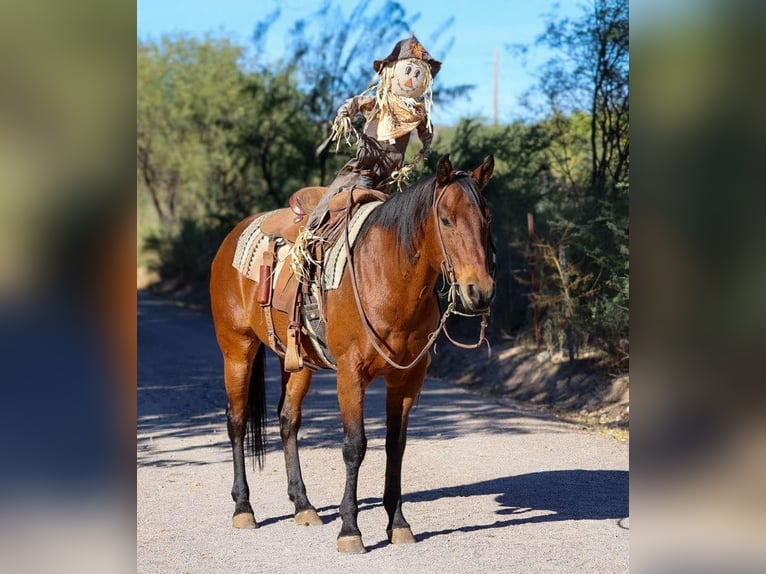 American Quarter Horse Wallach 9 Jahre 150 cm Roan-Bay in Camp Verde AZ