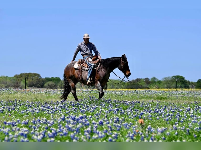 American Quarter Horse Wallach 9 Jahre 150 cm Roan-Bay in Waco TX