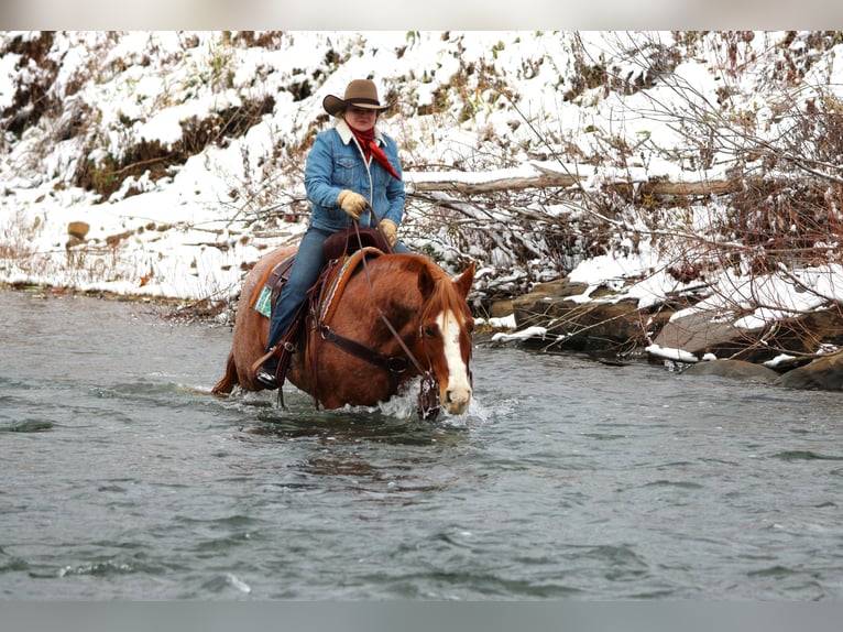 American Quarter Horse Wallach 9 Jahre 150 cm Roan-Red in Clarion
