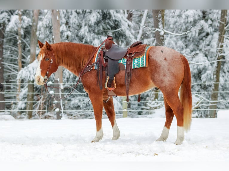 American Quarter Horse Wallach 9 Jahre 150 cm Roan-Red in Clarion