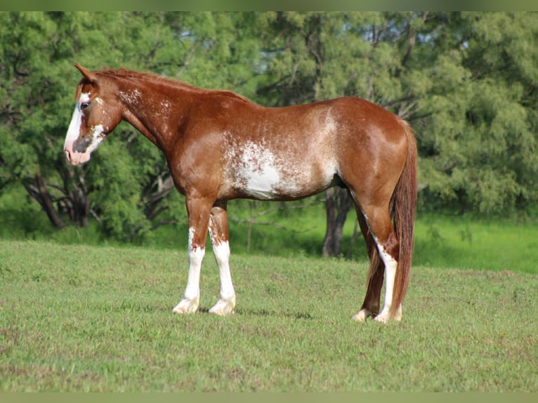 American Quarter Horse Wallach 9 Jahre 150 cm Roan-Red in Stephenville Tx
