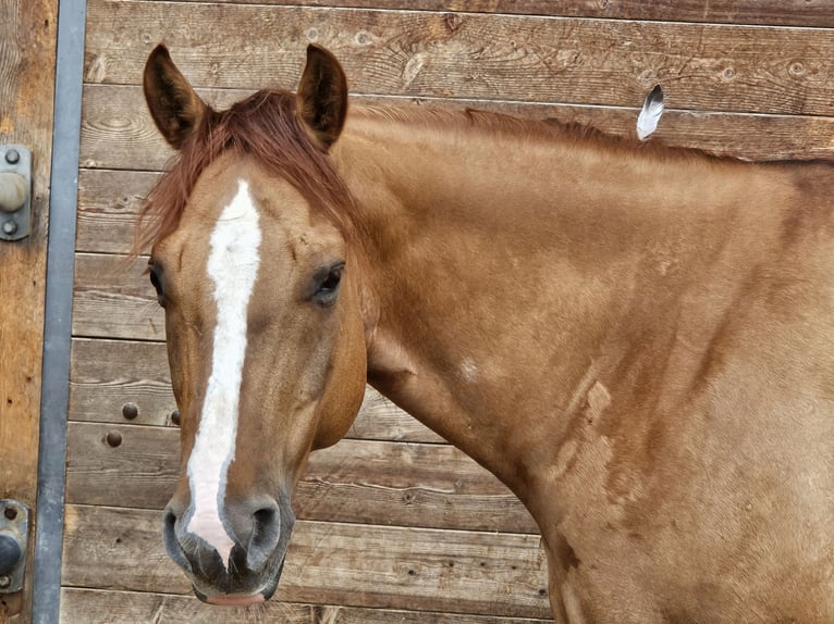American Quarter Horse Wallach 9 Jahre 150 cm Roan-Red in Buggingen bei M&#xFC;llheim