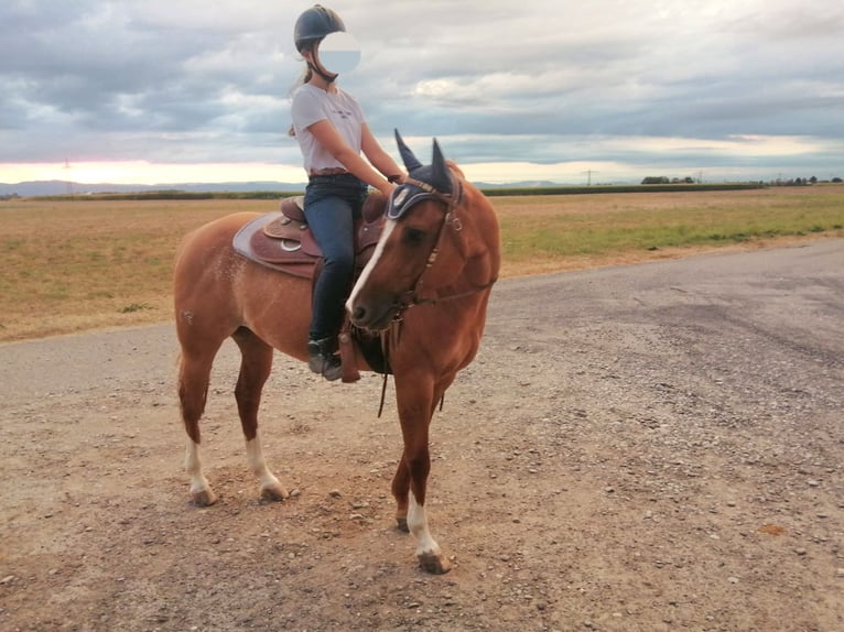 American Quarter Horse Wallach 9 Jahre 150 cm Roan-Red in Buggingen bei M&#xFC;llheim
