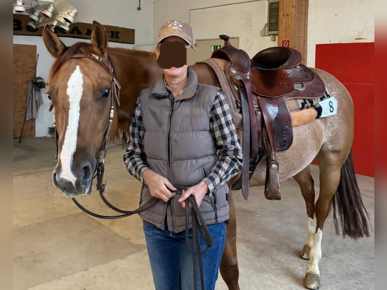American Quarter Horse Wallach 9 Jahre 150 cm Roan-Red in Buggingen bei M&#xFC;llheim