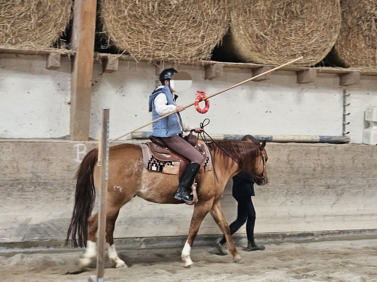 American Quarter Horse Wallach 9 Jahre 150 cm Roan-Red in Buggingen bei M&#xFC;llheim