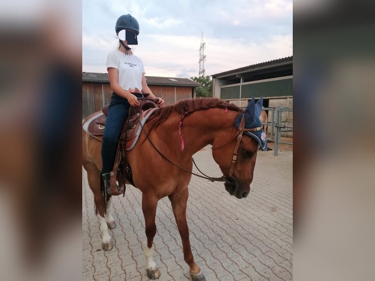 American Quarter Horse Wallach 9 Jahre 150 cm Roan-Red in Buggingen bei M&#xFC;llheim