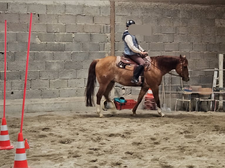 American Quarter Horse Wallach 9 Jahre 150 cm Roan-Red in Buggingen bei M&#xFC;llheim