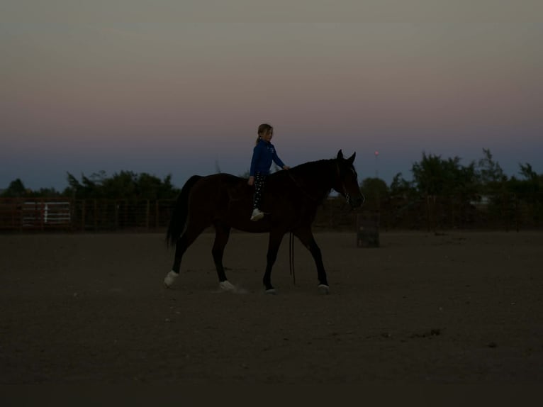 American Quarter Horse Mix Wallach 9 Jahre 150 cm Rotbrauner in Palestine