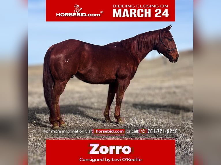 American Quarter Horse Wallach 9 Jahre 150 cm Rotfuchs in Belle Fourche, SD