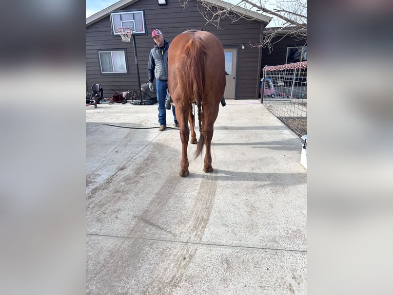 American Quarter Horse Wallach 9 Jahre 150 cm Rotfuchs in Belle Fourche, SD