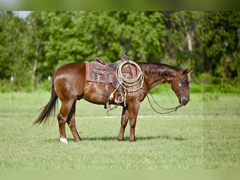 American Quarter Horse Wallach 9 Jahre 150 cm Rotfuchs in Waco, TX