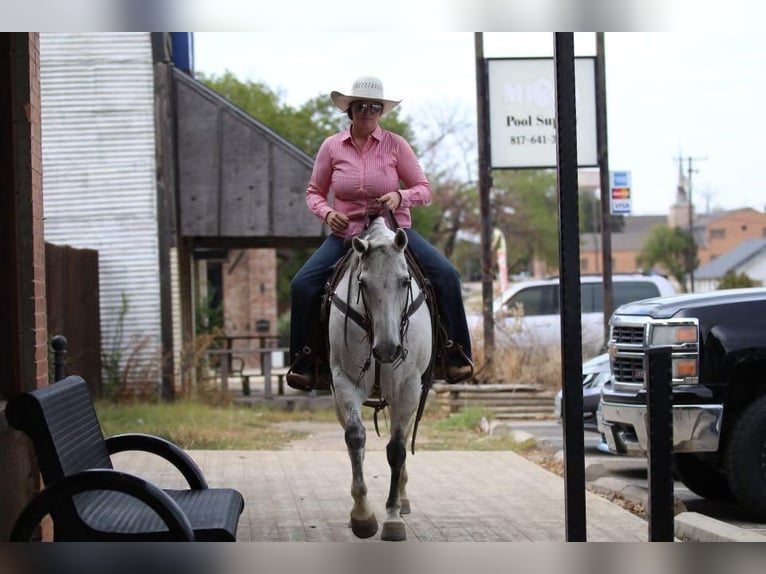 American Quarter Horse Wallach 9 Jahre 150 cm Schimmel in Joshua, TX