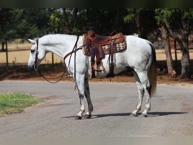 American Quarter Horse Wallach 9 Jahre 150 cm Schimmel in Joshua, TX