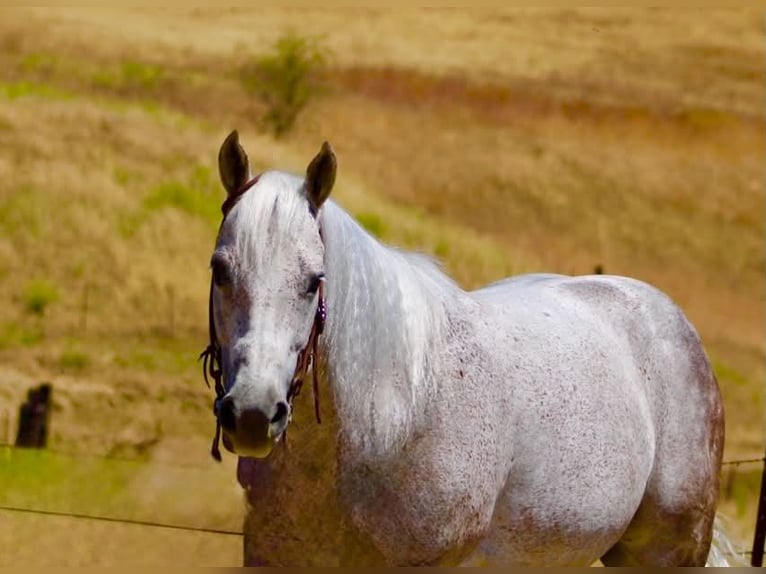 American Quarter Horse Wallach 9 Jahre 150 cm Schimmel in Tres Pinos