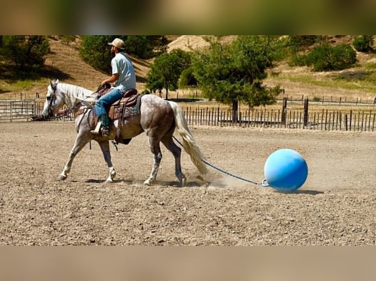 American Quarter Horse Wallach 9 Jahre 150 cm Schimmel in Tres Pinos