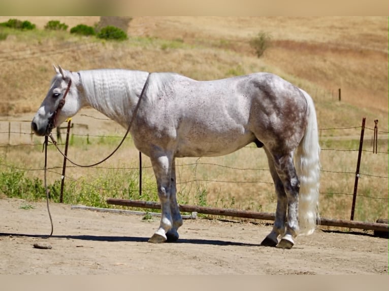 American Quarter Horse Wallach 9 Jahre 150 cm Schimmel in Tres Pinos