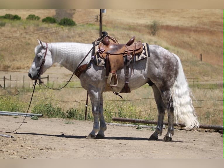 American Quarter Horse Wallach 9 Jahre 150 cm Schimmel in Tres Pinos