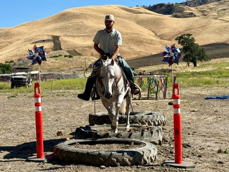American Quarter Horse Wallach 9 Jahre 150 cm Schimmel in Tres Pinos