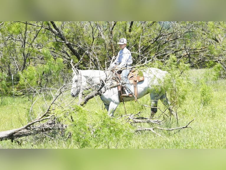 American Quarter Horse Wallach 9 Jahre 150 cm Schimmel in Weatherford TX