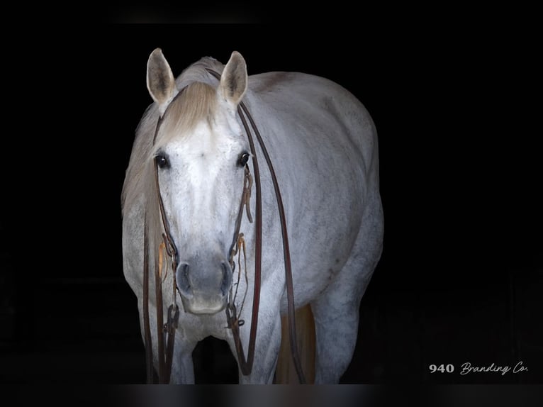American Quarter Horse Wallach 9 Jahre 150 cm Schimmel in Weatherford TX
