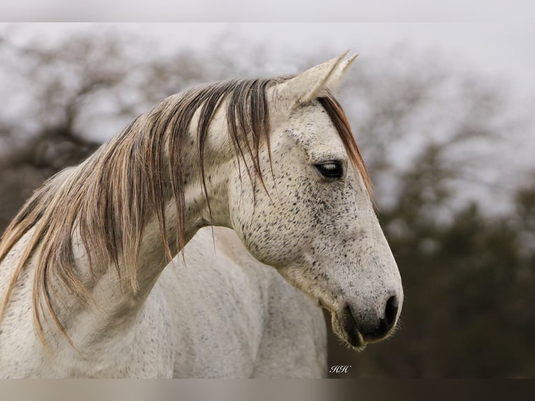 American Quarter Horse Wallach 9 Jahre 150 cm Schimmel in Weatherford TX