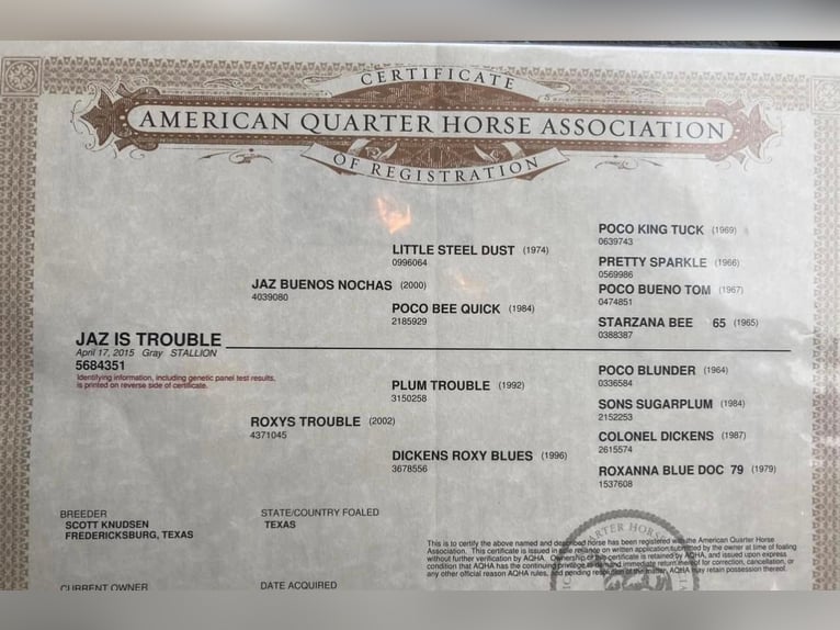 American Quarter Horse Wallach 9 Jahre 150 cm Schimmel in Weatherford TX