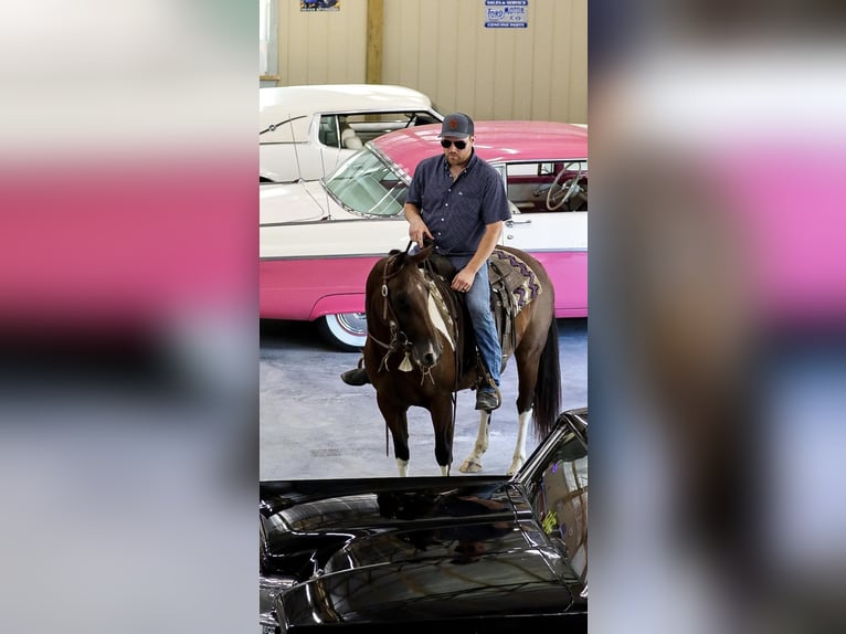 American Quarter Horse Wallach 9 Jahre 150 cm Tobiano-alle-Farben in Santa Fe, TN