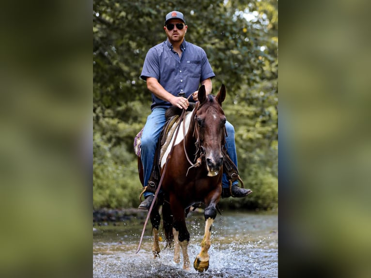 American Quarter Horse Wallach 9 Jahre 150 cm Tobiano-alle-Farben in Santa Fe, TN