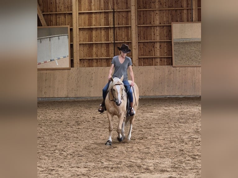 American Quarter Horse Wallach 9 Jahre 150 cm in Ismaning