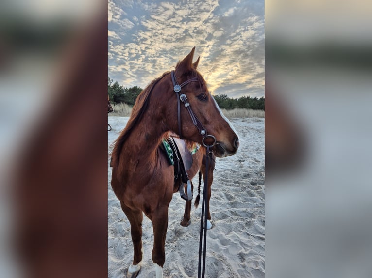 American Quarter Horse Wallach 9 Jahre 151 cm Fuchs in Schildow