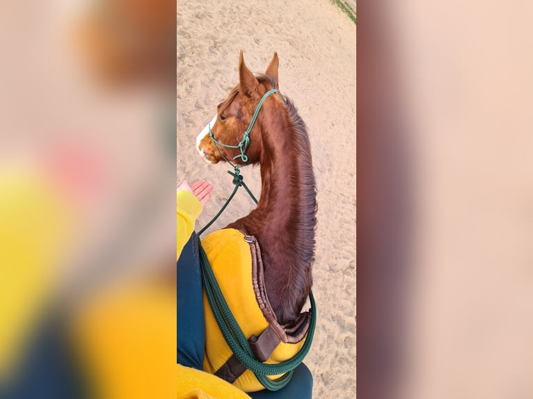 American Quarter Horse Wallach 9 Jahre 151 cm Fuchs in Schildow