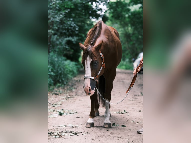 American Quarter Horse Wallach 9 Jahre 151 cm Fuchs in Schildow