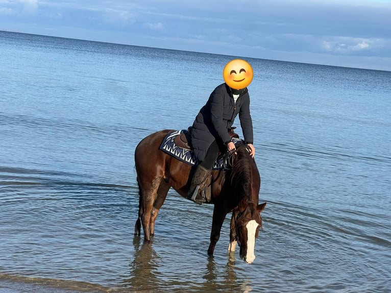 American Quarter Horse Wallach 9 Jahre 151 cm Fuchs in Schildow