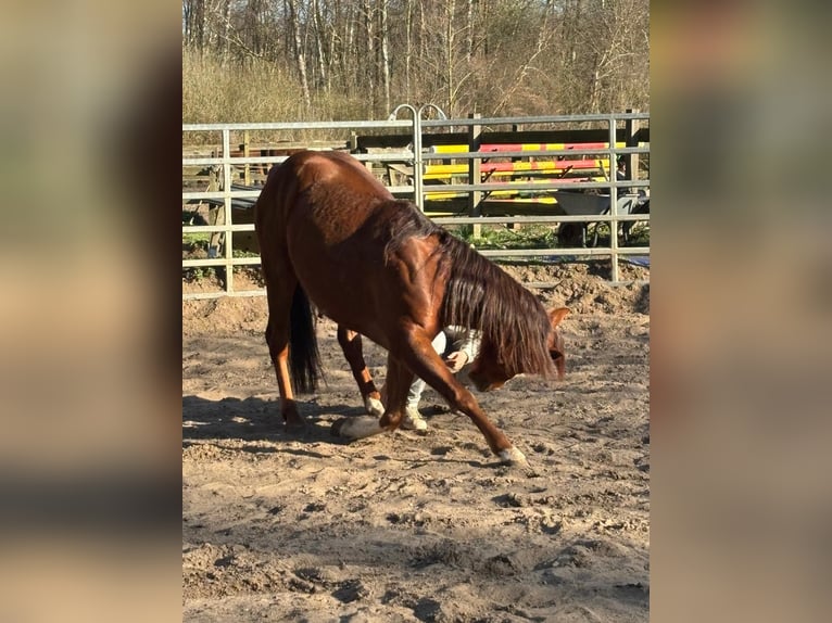 American Quarter Horse Wallach 9 Jahre 151 cm Fuchs in Schildow