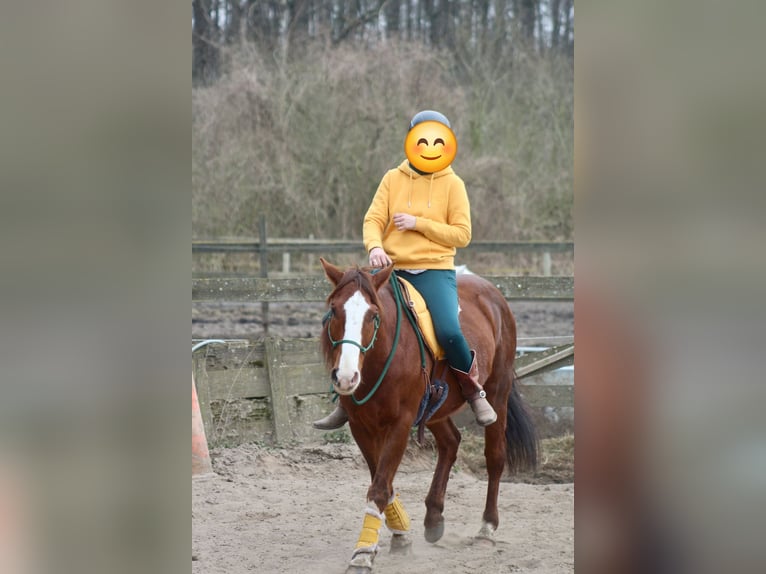 American Quarter Horse Wallach 9 Jahre 151 cm Fuchs in Schildow