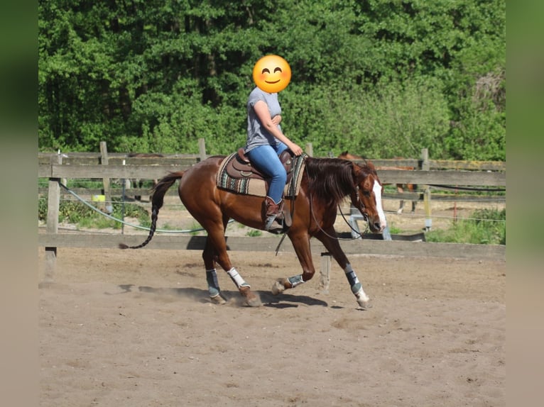 American Quarter Horse Wallach 9 Jahre 151 cm Fuchs in Schildow
